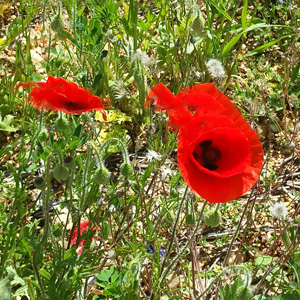 le souffle de printemps